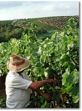 Grape harvest at Spadafora estate