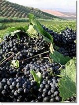 Sicilian vineyard at Spadafora estate