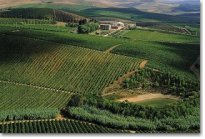 Panoramic vineyard